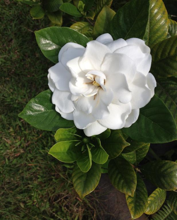Heavenly Hana Paradise Quarto foto