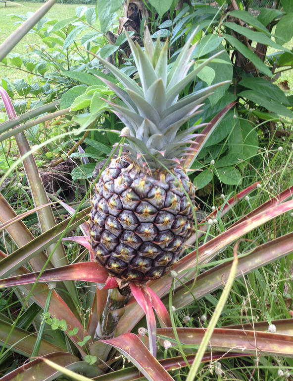 Heavenly Hana Paradise Exterior foto