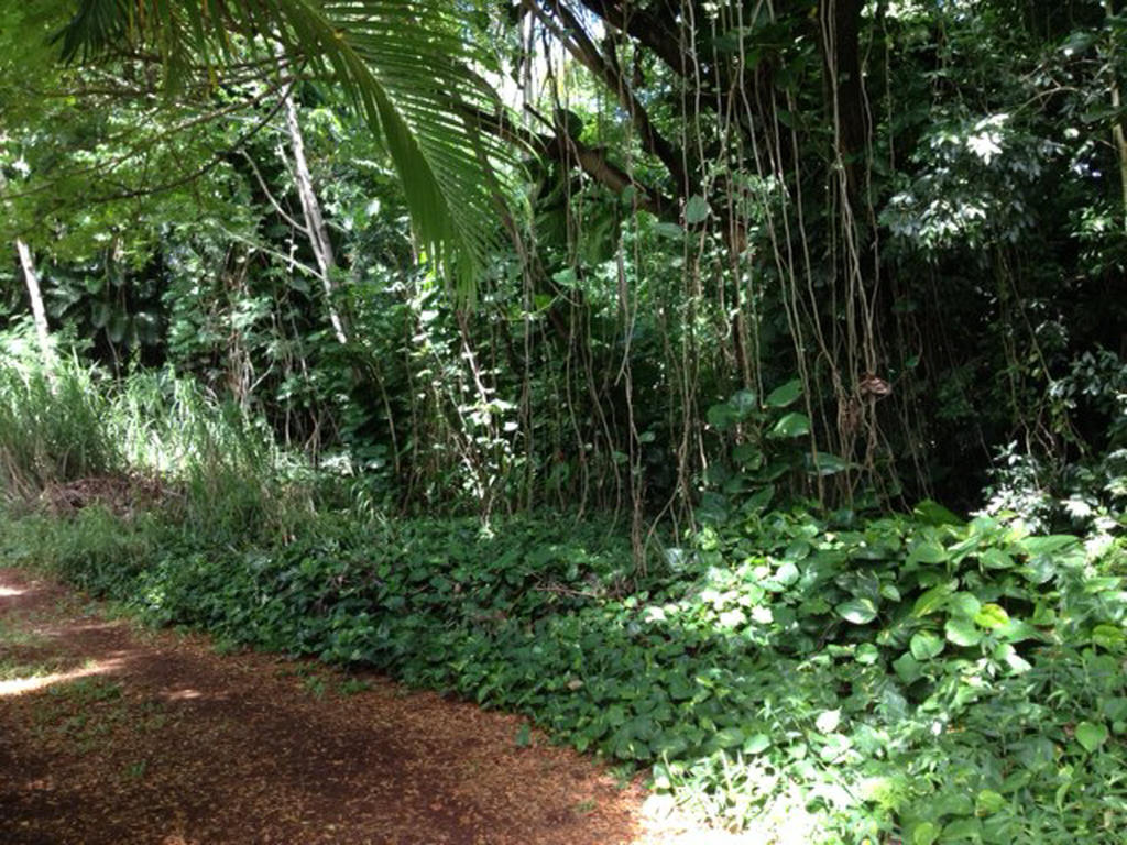 Heavenly Hana Paradise Quarto foto
